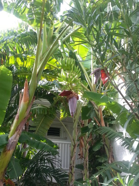 Banana tree St. Maarten